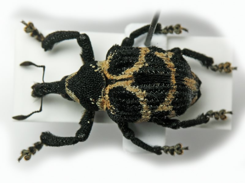 Desmidophorus cumingii